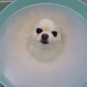 Meet your Posher, Morgan